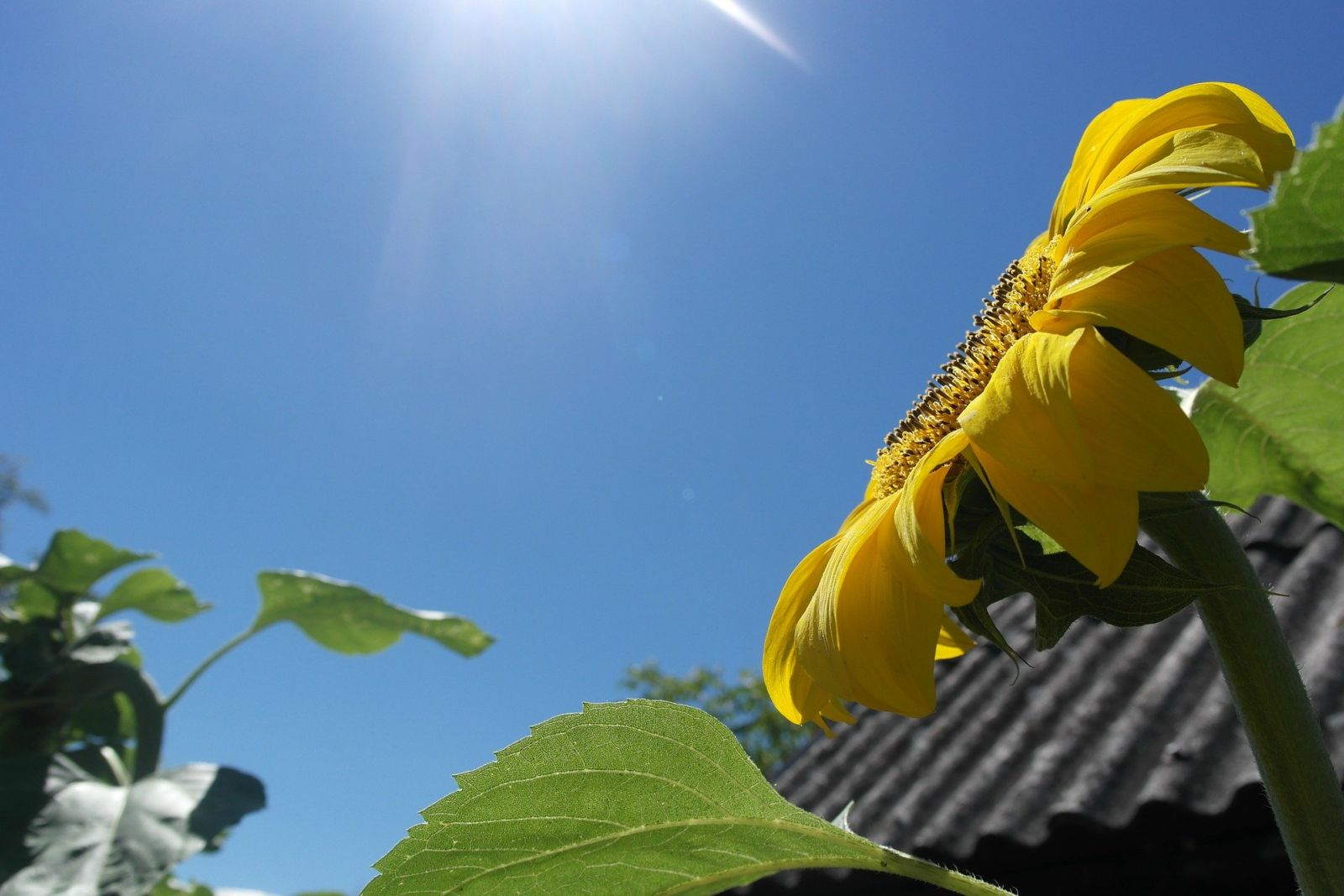 Swallow yourself slim with vitamin D and Calcium