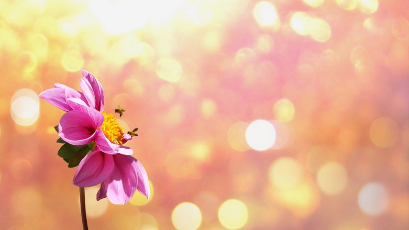 flower-1669899_1920