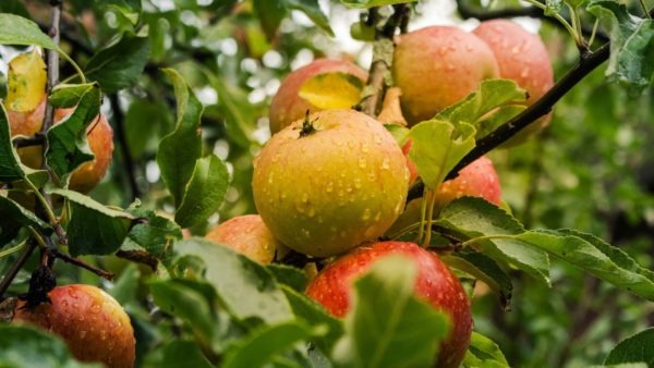 apple cider vinegar natural slimming aid