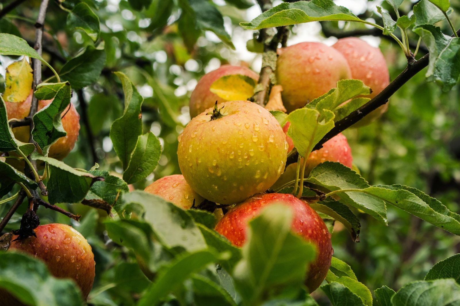 appelazijn natuurlijk hulpmiddel bij afslanken