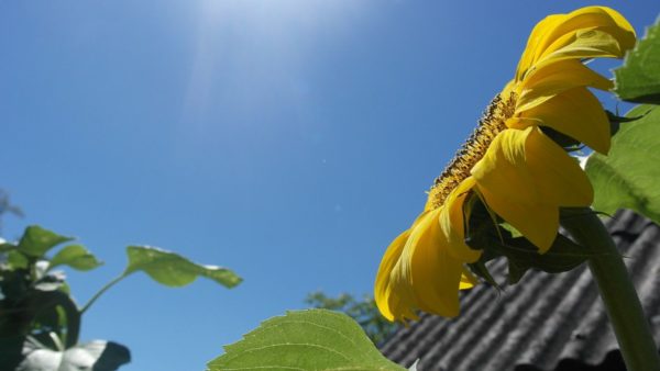 Slik jezelf slank met vitamine D en Calcium