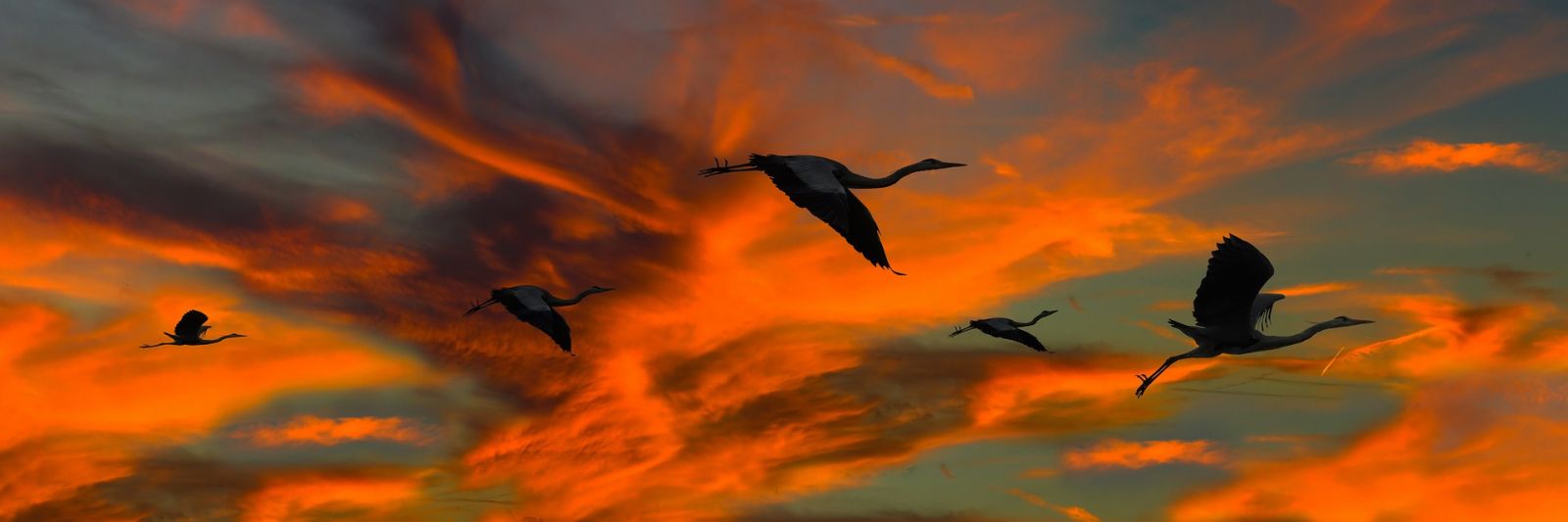 nature-g78354cc56_1920