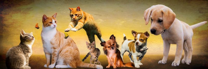 animals-gf0fd6281f_1920