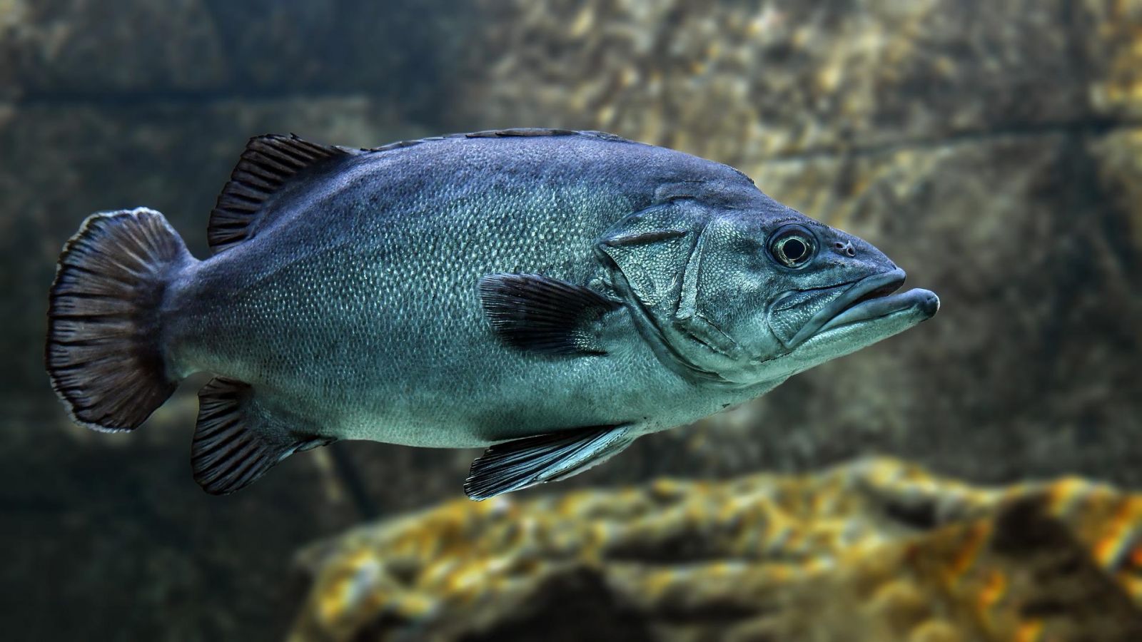 fish-gc1780e223_1920